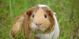 Ile żyją świnki morskie w domu?