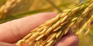 Jak się wkłada zszywki do zszywacza?