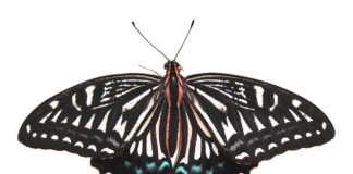 Ile kosztuje usunięcie check engine? Ile kosztuje usunięcie check engine?