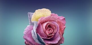 Czym się różni pianka od gąbki? Czym się różni pianka od gąbki?