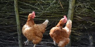 Jakie są typy spawarek?