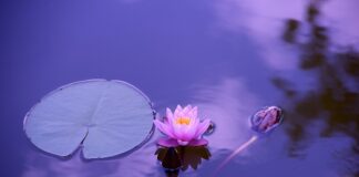 Jaka mata do jogi dla początkujących?