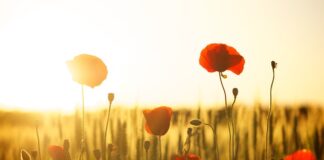 Czy mąka 00 nadaje się na makaron?