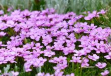 Co zamiast mchu? Co zamiast mchu?