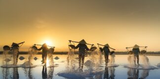 Czy sól niszczy korzenie? Czy sól niszczy korzenie?