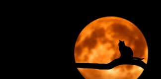 Jak utrzymać czarny zlew w kuchni? Jak utrzymać czarny zlew w kuchni?