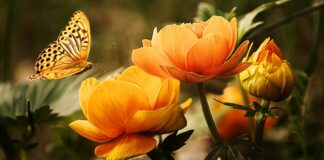 Jakie zwierzę obgryza tuje?