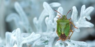 Jak pozbyć się smrodu z chińskiego plastiku?