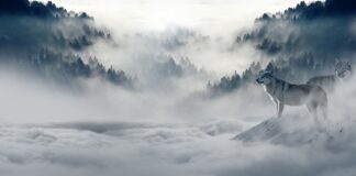 Jak wycinać wilki na drzewach owocowych? Jak wycinać wilki na drzewach owocowych?