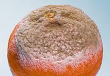 Po jakim czasie gnije drewno? Po jakim czasie gnije drewno?