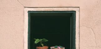 Jak często Podlewać chrobotka? Jak często Podlewać chrobotka?