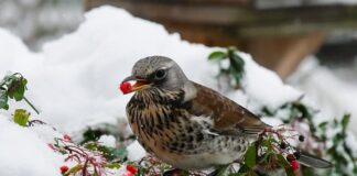 Czy można odłączyć przepustnicę?