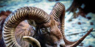 Jak wyprostować Rogi dywanu?