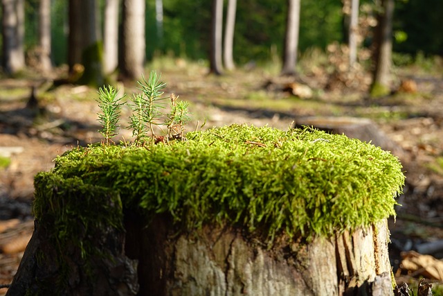 Jak można zregenerować sondę lambda? Jak można zregenerować sondę lambda?
