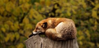 Czy spanie na materacu na podłodze jest zdrowe? Czy spanie na materacu na podłodze jest zdrowe?