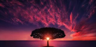 Jakie drzewa malujemy wapnem? Jakie drzewa malujemy wapnem?