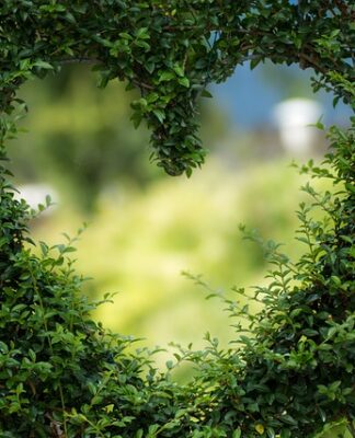 Jak samemu zrobić zieloną ścianę?