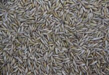 Kto produkuje sprzęt Kenwood?