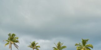 Jak posadzić mech? Jak posadzić mech?