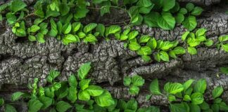 Dlaczego odpada kora z drzewa?