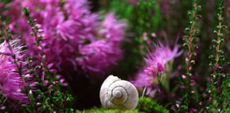 Jak wygląda sonda lambda? Jak wygląda sonda lambda?