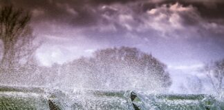 Jakie rośliny można pryskać drożdżami?