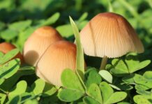 Jak zmusić śliwkę do owocowania? Jak zmusić śliwkę do owocowania?