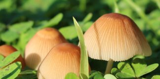 Jak zmusić śliwkę do owocowania? Jak zmusić śliwkę do owocowania?