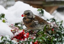 Jak zdiagnozować przepustnicę?